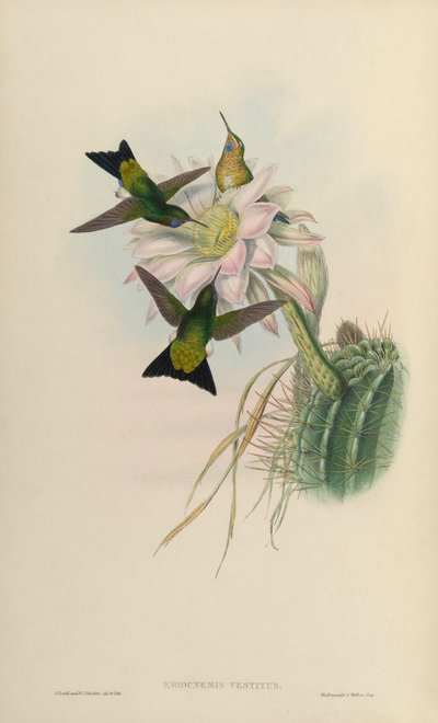 Eriocnemis vestitus by John Gould